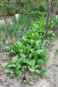 Fresh vegetables in farmland