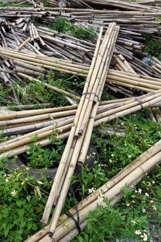 Bundle of bamboo stalks on the floor