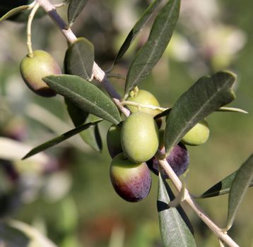 Olives still on the branch of an Olive tree in Italy.
