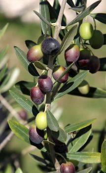 Olives still on the branch of an Olive tree in Italy.