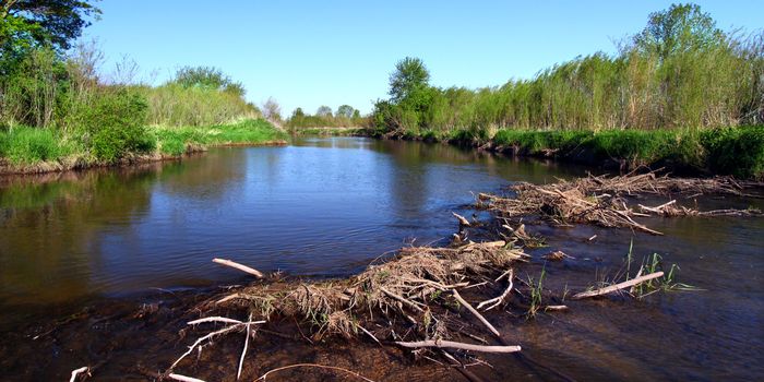 Beaver dam in construction on the Piscasaw Creek of northern Illinois.