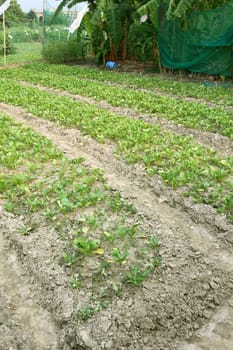 Farming field in countryside