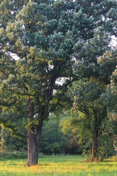 Beautiful oak savanna of Illinois under evening light.