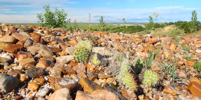 Cacti grow through a rocky landscape at Badlands National Park of South Dakota.