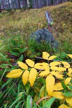 Understory plants turn color in the Lewis and Clark National Forest of Montana.