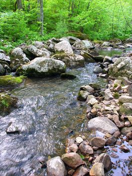 Stream flows through a dense woodland at Baxters Hollow State Natural Area in southern Wisconsin.