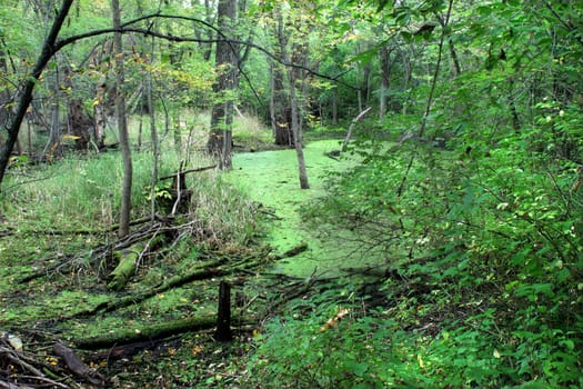 Dense forest surrounds a wetland in the midwestern United States.