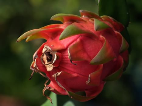 Dragon fruit (Hylocercus undatus, Family Cactaceae) also know as pitaya or pitahaya