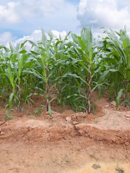 Rows of young corn plants on a farm 