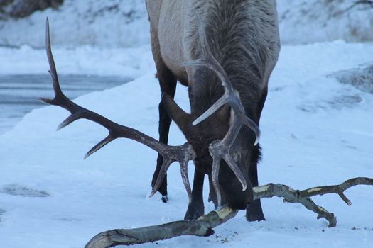 Large Elk Eating Bark