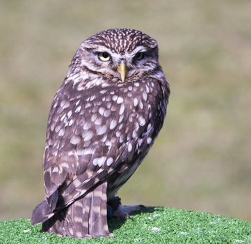 small screech owl on bird show