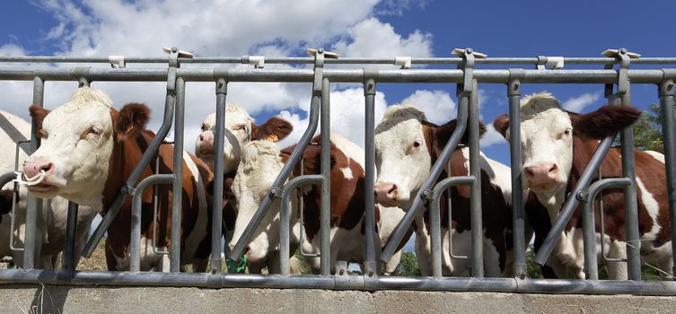 heads of cow in farmland in summer, panoramic view