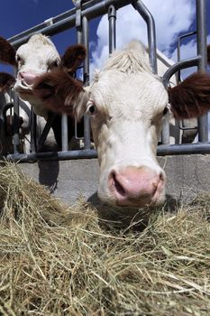 head of cow in farmland under the sun