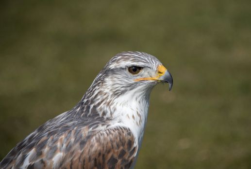 closeup from king buzzard with green background