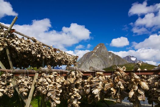 Stock fish drying on picturesque Lofoten islands on Norway