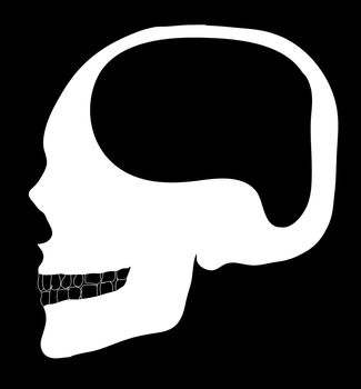 human skull