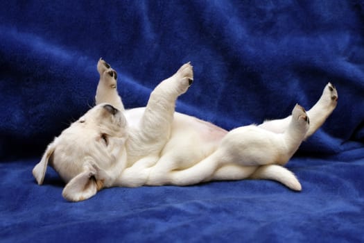 yellow labrador puppy  laying on the back on blue background