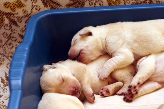 yellow labrador puppies newborn in the blue box