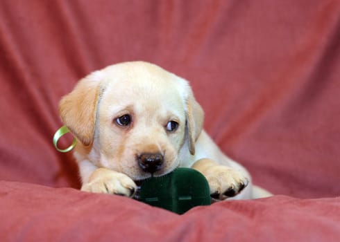 yellow labrador puppy in green ribbon with greenl box