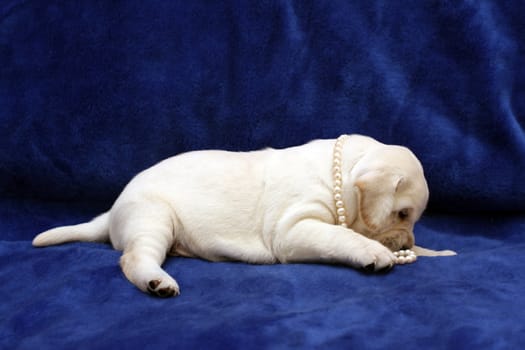 yellow labrador puppy with with pearl beads on blue background