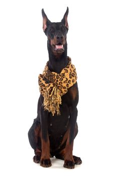 Doberman dog with scarf, isolated on white
