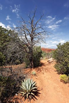 Sedona is one of the most popular spots in Arizona