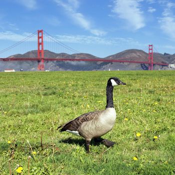 goose and Golden Gate Bridge, San Francisco 