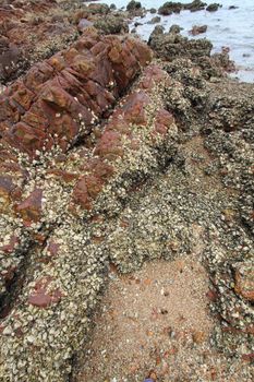 Sedimentary rocks in Hong Kong Geo Park