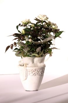 white roses in pots - horizontal format
