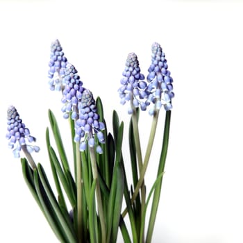 Lavender - Closeup - square
