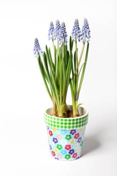 Lavender colored pot in front of white background