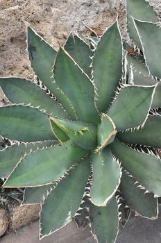 Cactus Plant