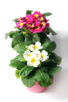 Spring primroses against a white background