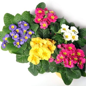 Colorful primroses from the top - square - on a white background