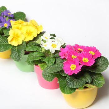 Colorful primroses in a row - against a white background