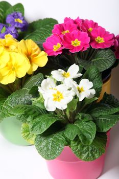 Colorful primroses in colorful pots - close up