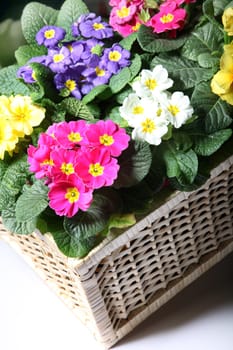 Colorful primroses in the basket - Closeup