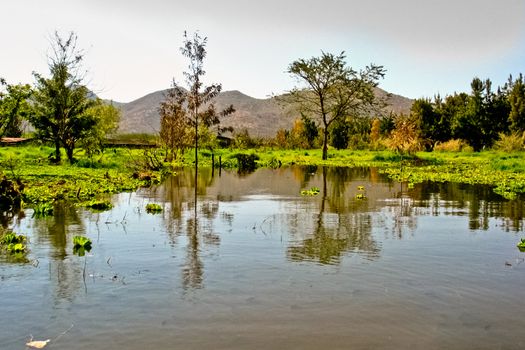 lush green vegitation by the side of the overflooded marshlands