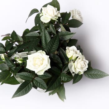 white roses from the top on a white background