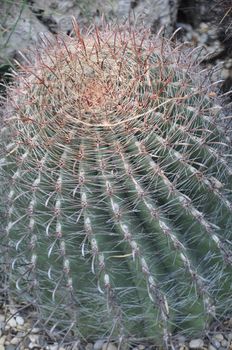 Cactus Plant