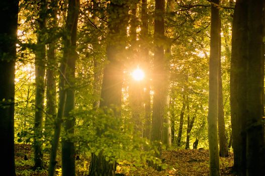 Sun shining through trees in a Forest