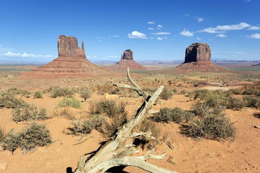 dead wood at Monument Valley, USA