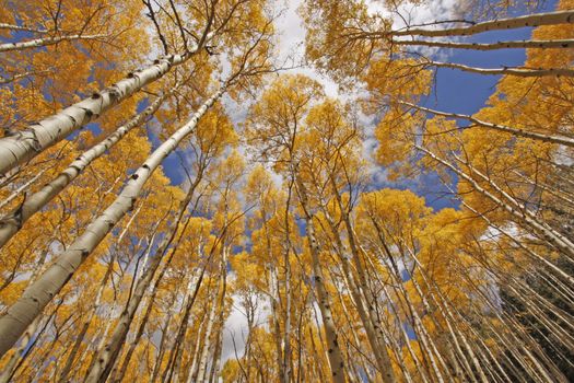 Autumn colored aspen trees, Rocky Mountains, Colorado, USA