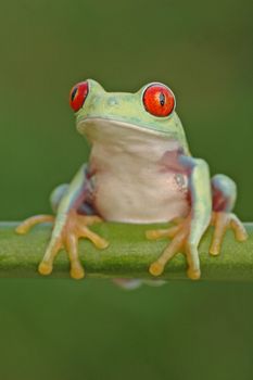 Red-eyed tree frog (Agalychnis callidryas) on a stem