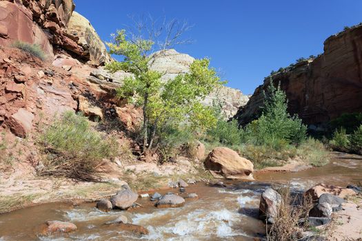 rapids of Virgin River Narrows in Zion National Park - Utah 