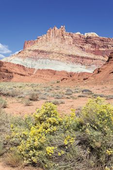 flowers in front of the Castle in Capitol Reef National Park, Utah 