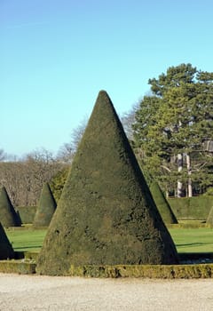 shrubs trimmed into a cone, French garden detail. a castle in France, near Paris