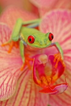 Red-eyed tree frog (Agalychnis callidryas) on a flower