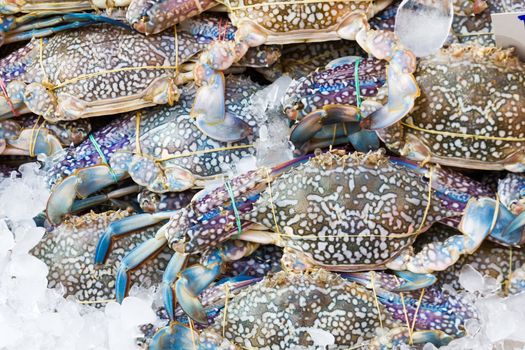 Fresh raw  Blue crab or Flower crab in  fresh market for sale