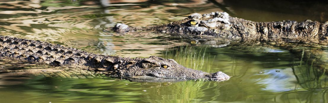two crocodiles swimming in green water under the sun